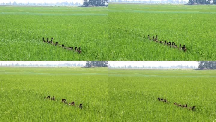 it外包服務(wù)_北京it外包公司有哪些_it外包市場分析及營銷模式探討