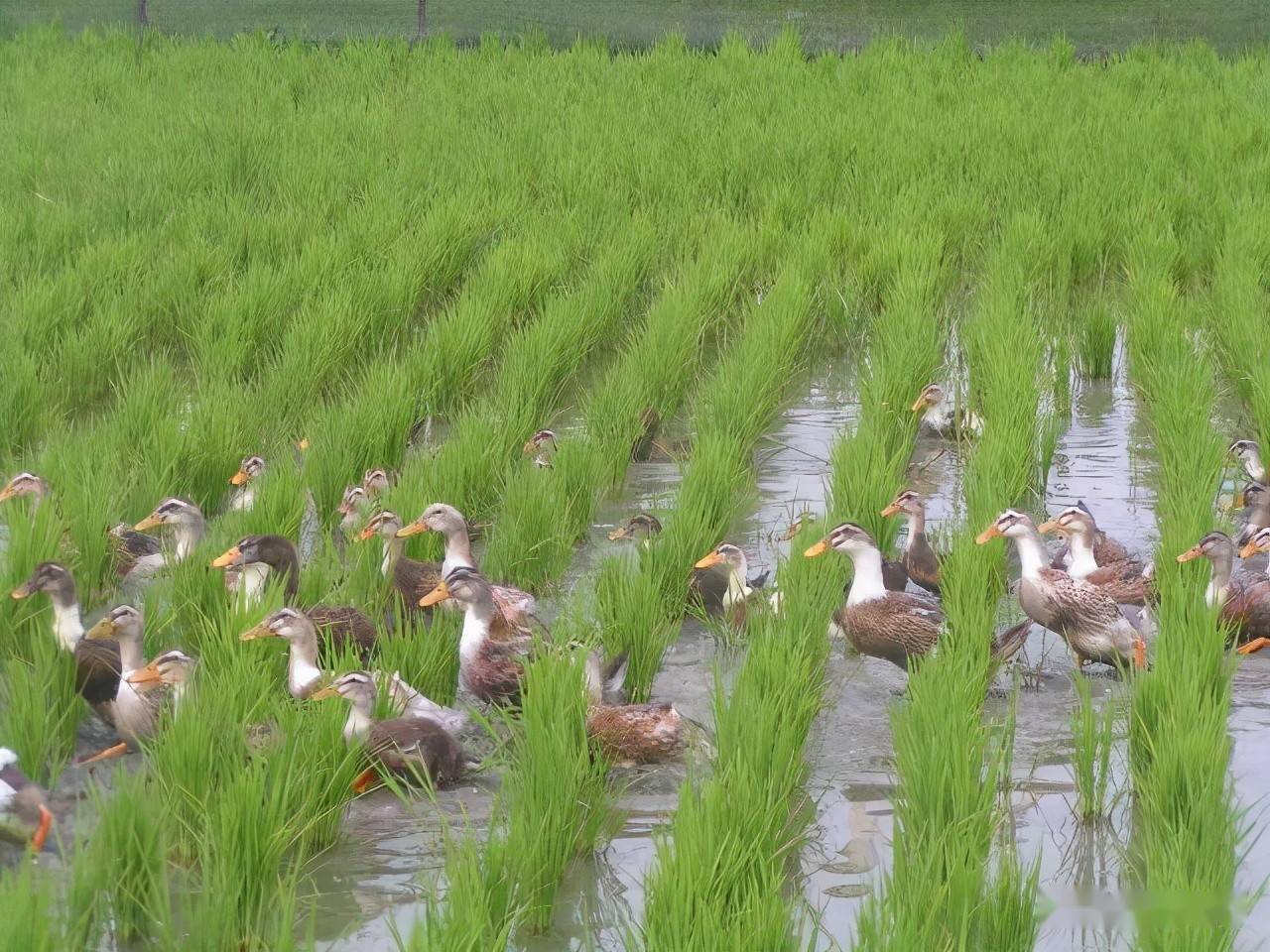 北京it外包公司有哪些_it外包服務(wù)_it外包市場分析及營銷模式探討